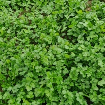 大叶香菜