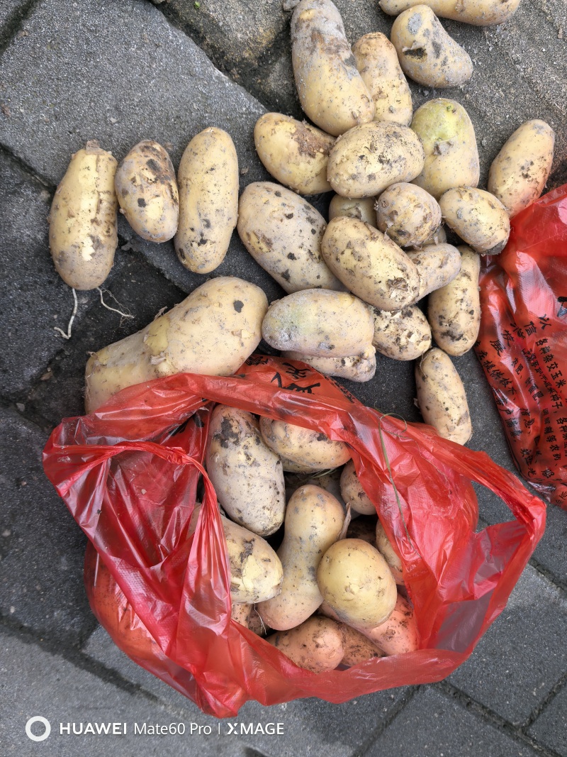 黄心土豆产地直供整车走货现挖现发香甜软糯诚信经营欢迎联系