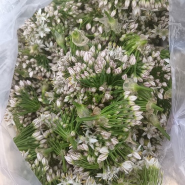 韭菜花