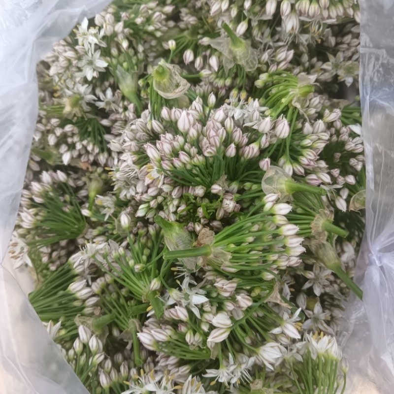 韭菜花