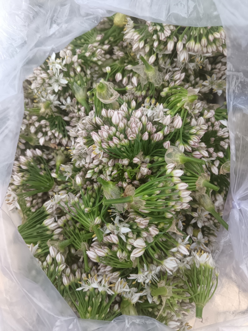 韭菜花