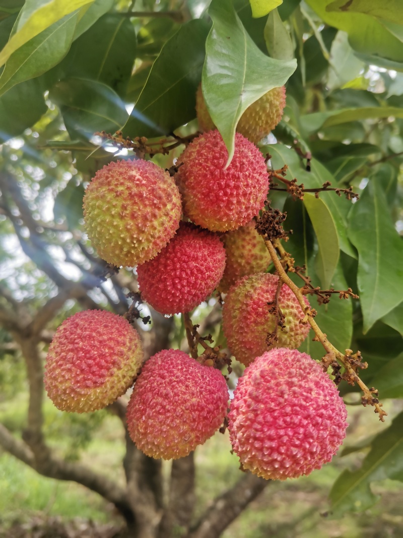 灵山荔枝三月红