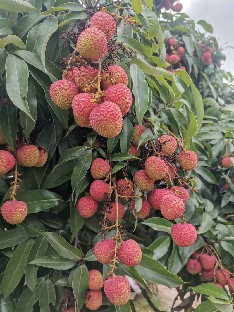 灵山荔枝三月红