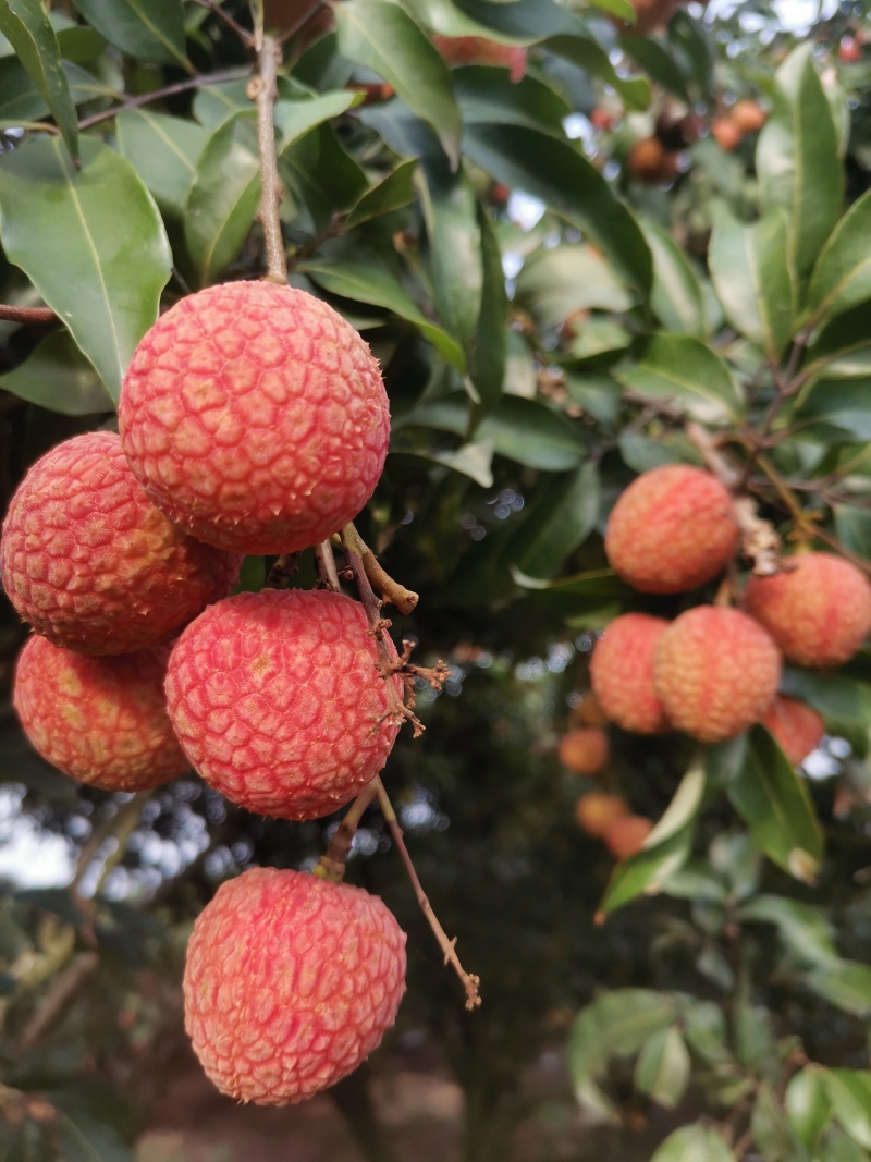 灵山荔枝三月红