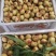 大荔冬枣
