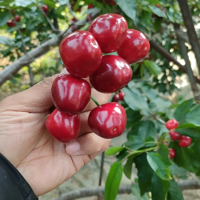《红灯樱桃》山东红灯樱桃/电商团购现摘现发/质量三包