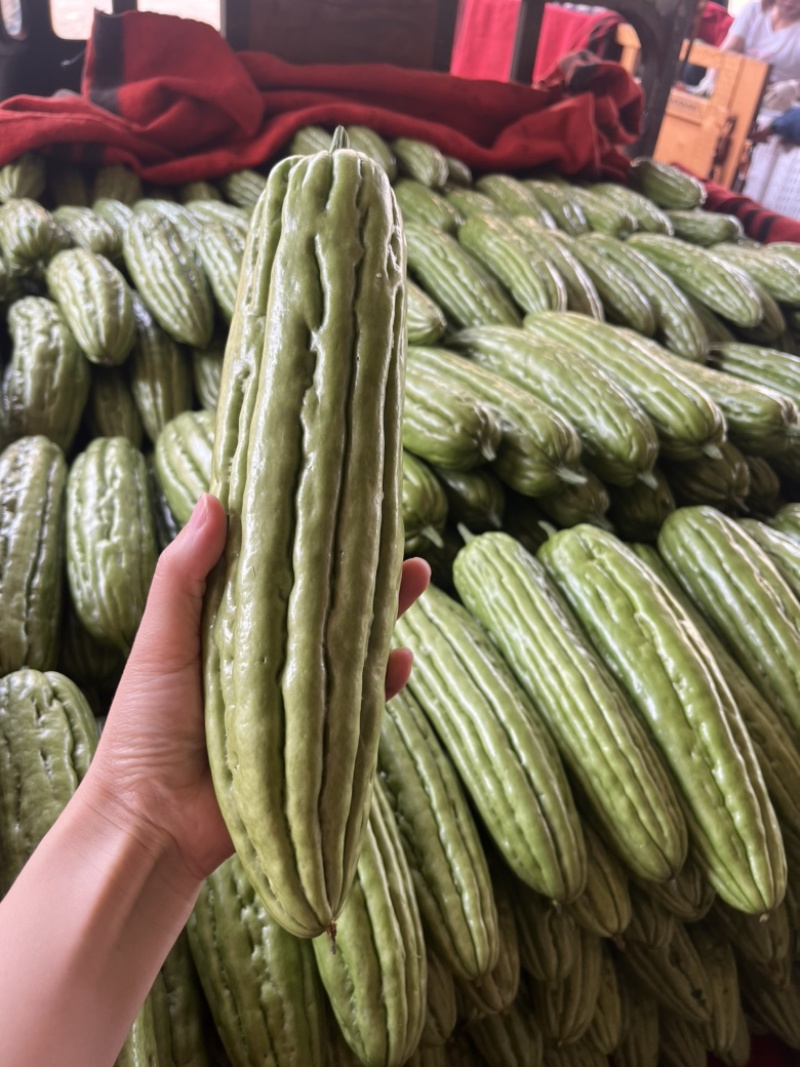 油苦瓜，油绿苦瓜，产地直发，一手货源