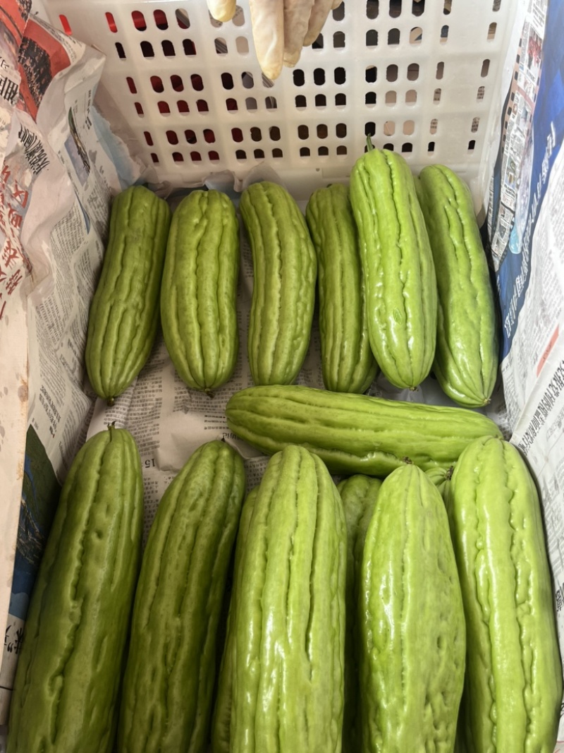 油苦瓜，油绿苦瓜，产地直发，一手货源