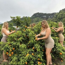 200亩花皮沃柑合适电商毛毛票