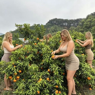 200亩花皮沃柑合适电商毛毛票