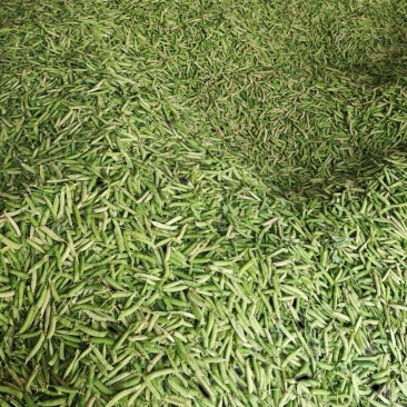 河南老豌豆大量上市发往四川重庆的货