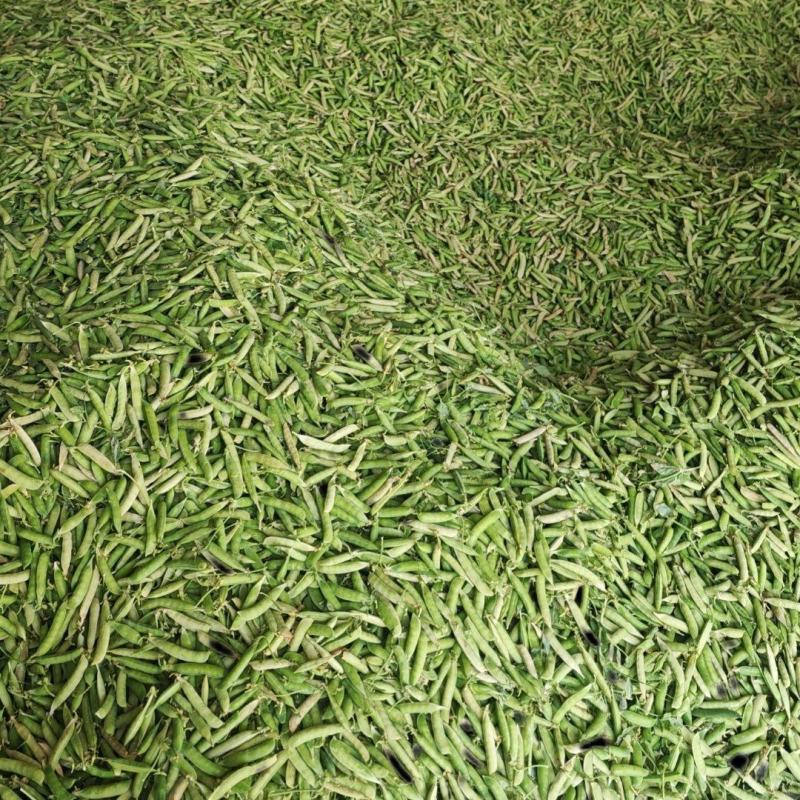 河南老豌豆大量上市发往四川重庆的货