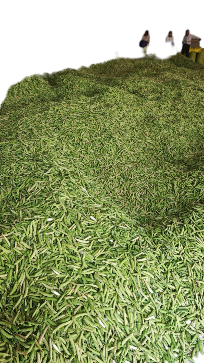 河南老豌豆大量上市发往四川重庆的货