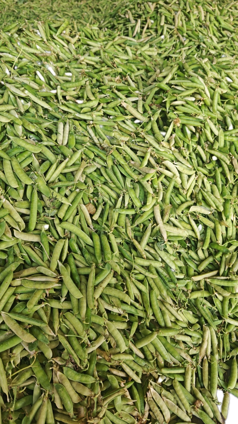 河南老豌豆大量上市发往四川重庆的货