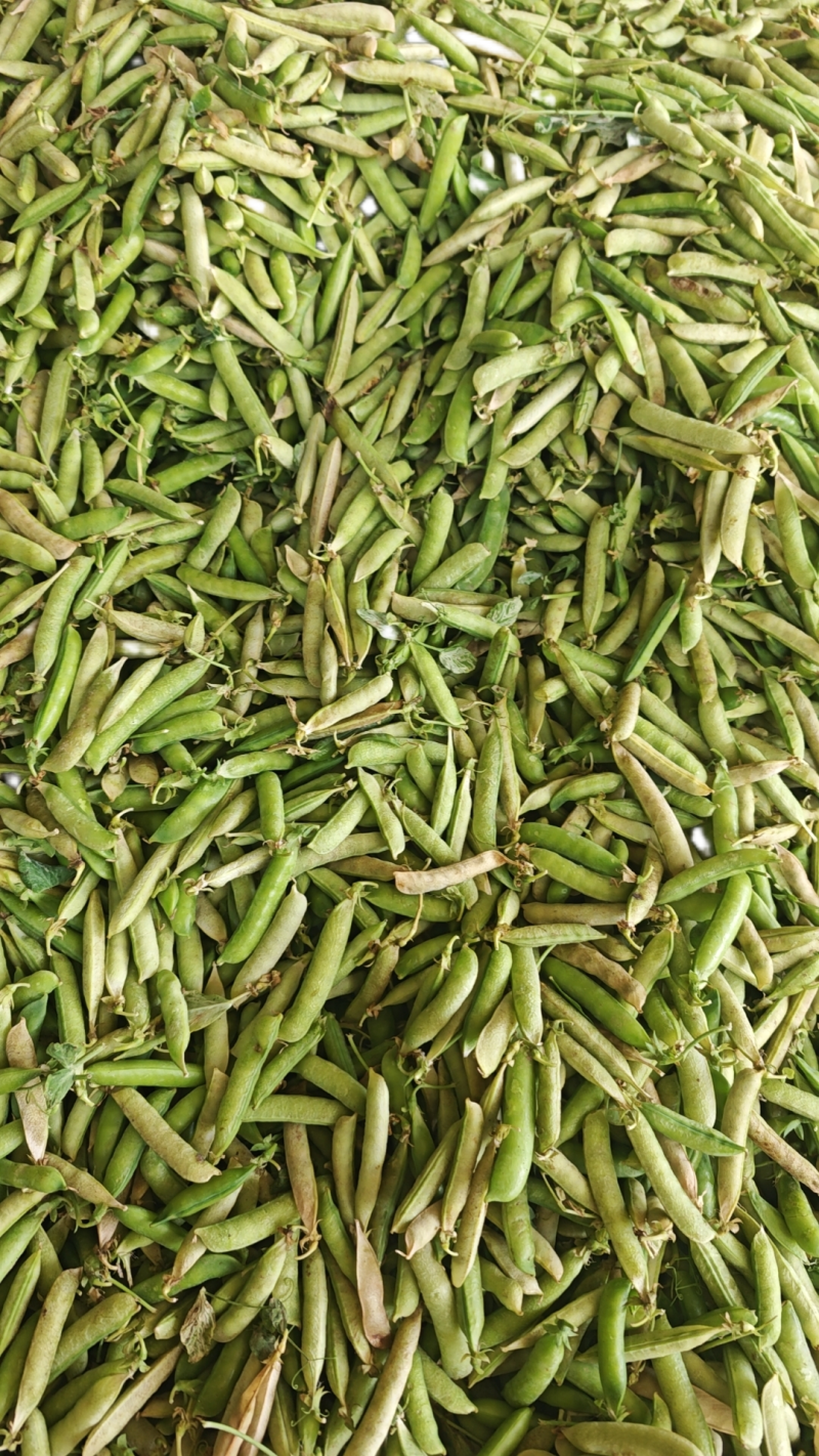 河南老豌豆大量上市发往四川重庆的货