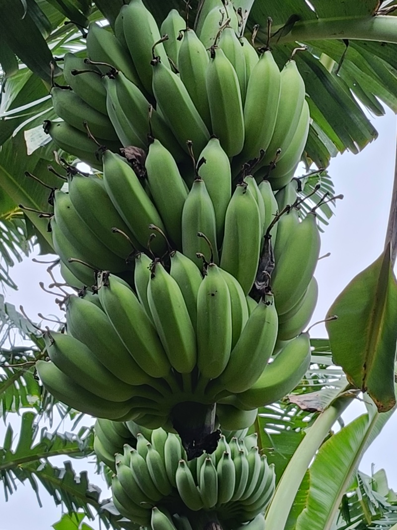 芭蕉