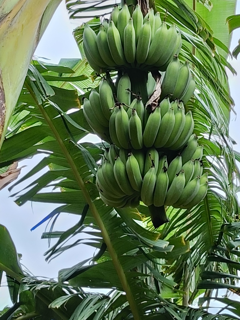 芭蕉