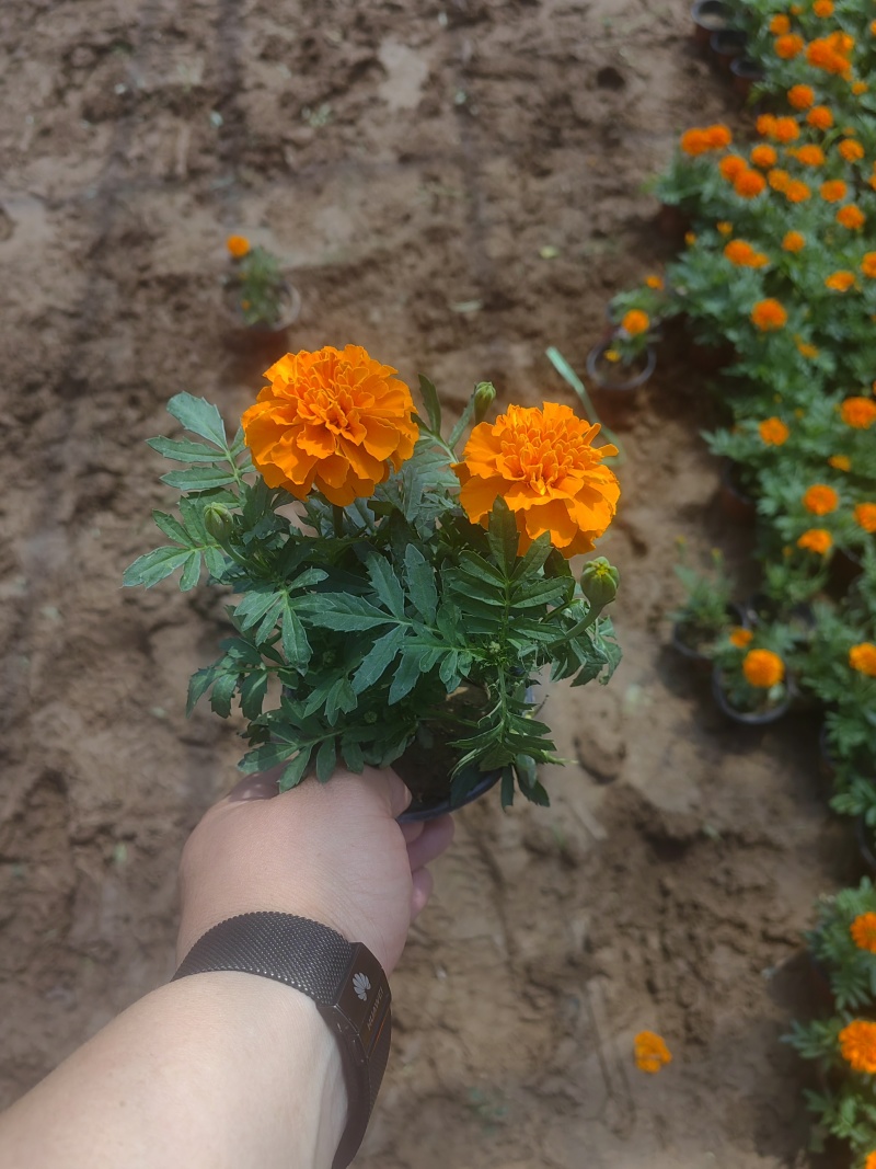 绿化苗木孔雀草！基地批发！耐寒耐旱适合庭院花园小区绿化带