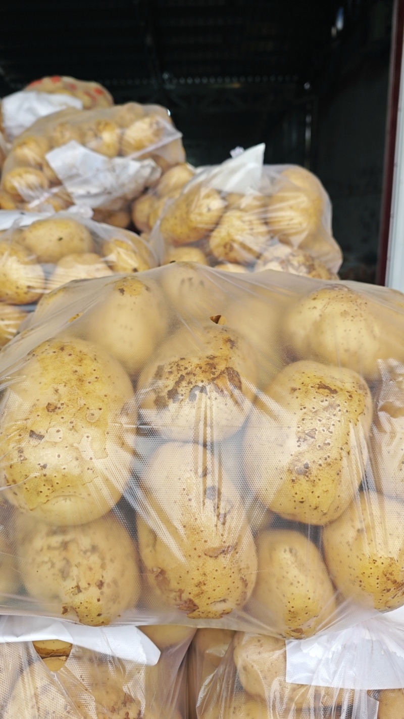 2026年新土豆黄皮黄心土豆实验一品种