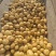 2026年新土豆黄皮黄心土豆实验一品种