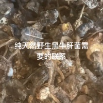 野生黑牛肝菌
