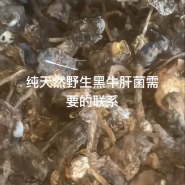 野生黑牛肝菌