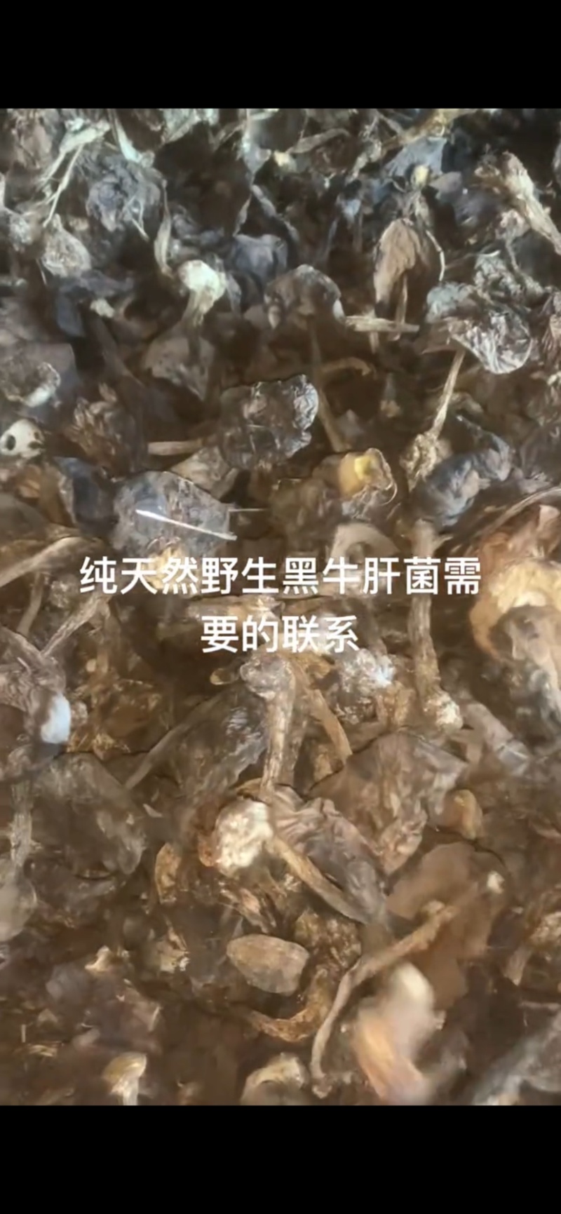 野生黑牛肝菌