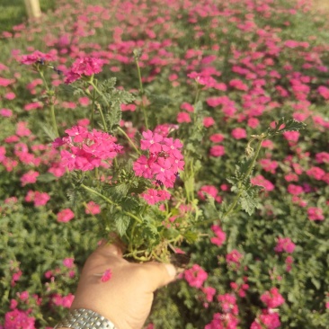 绿化苗木美女樱！基地批发！适合庭院花园小区绿化带