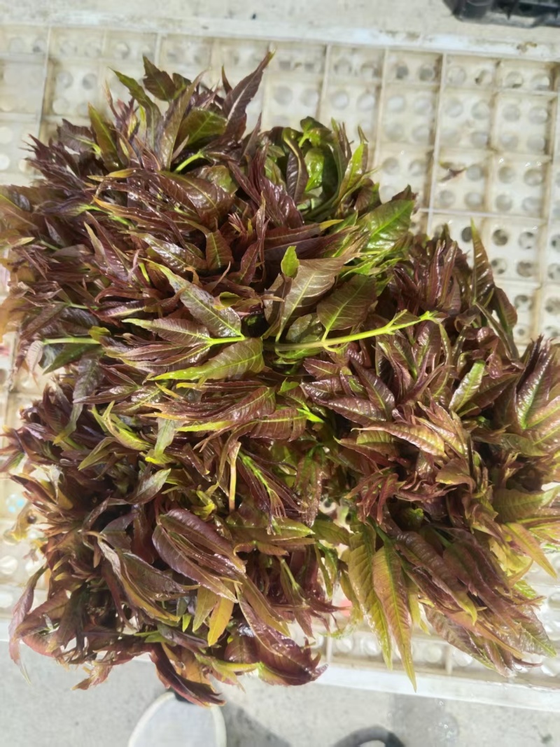 精品二茬，嘎嘎嫩。