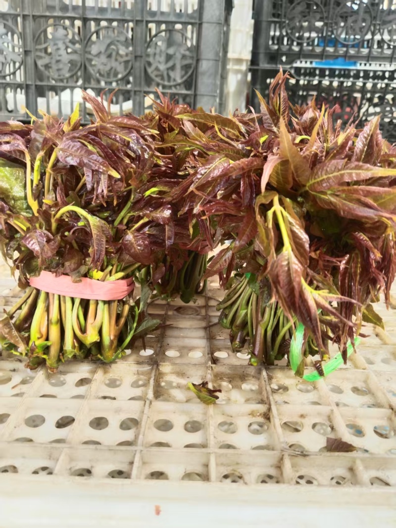 精品二茬，嘎嘎嫩。