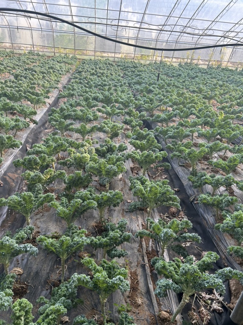 羽衣甘蓝，新鲜，量大，进口种子，实地可考察，支持各种检测
