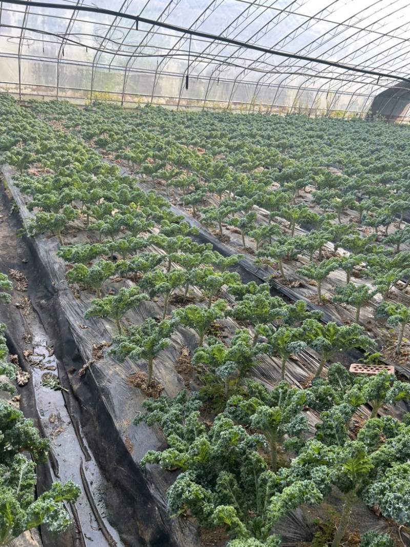 羽衣甘蓝，新鲜，量大，进口种子，实地可考察，支持各种检测