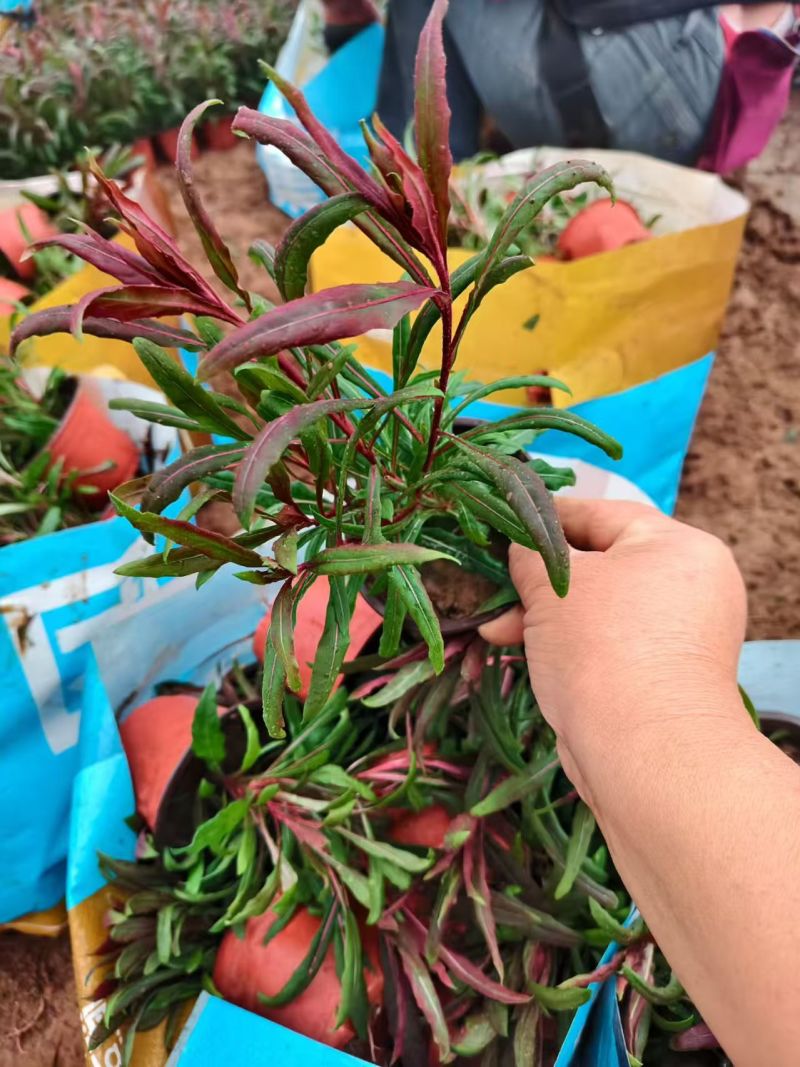 绿化苗木山桃草！基地批发！适合庭院花园小区绿化带