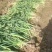 河南中牟大蒜主产区