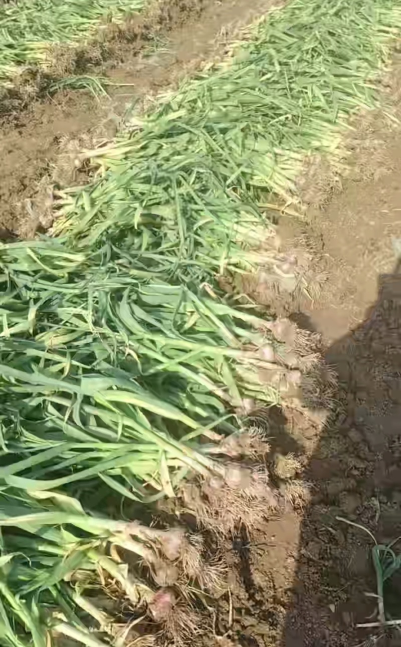 河南中牟大蒜主产区