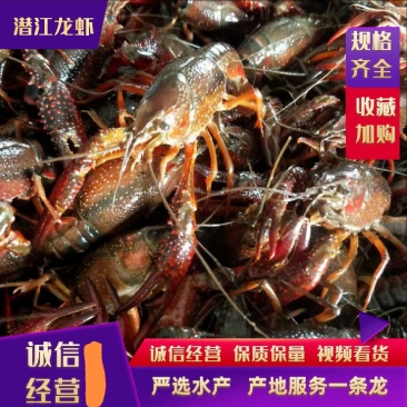 湖北潜江小龙虾清水精养规格齐全底板干净一手货源全国发货