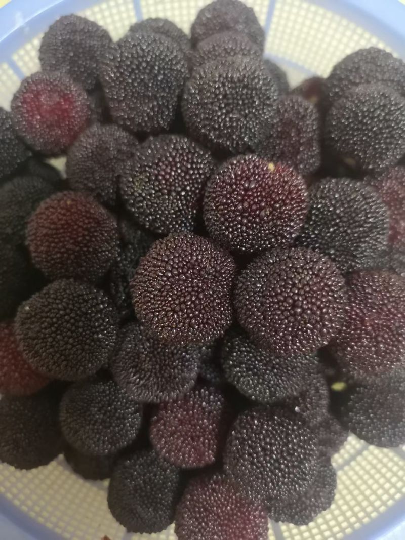 慈城杨梅