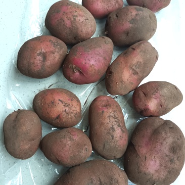 后旗红皮土豆，大量接单产地直发量大从优欢迎来电
