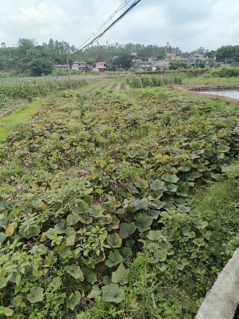 香芋南瓜