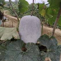 阳江大灰冬