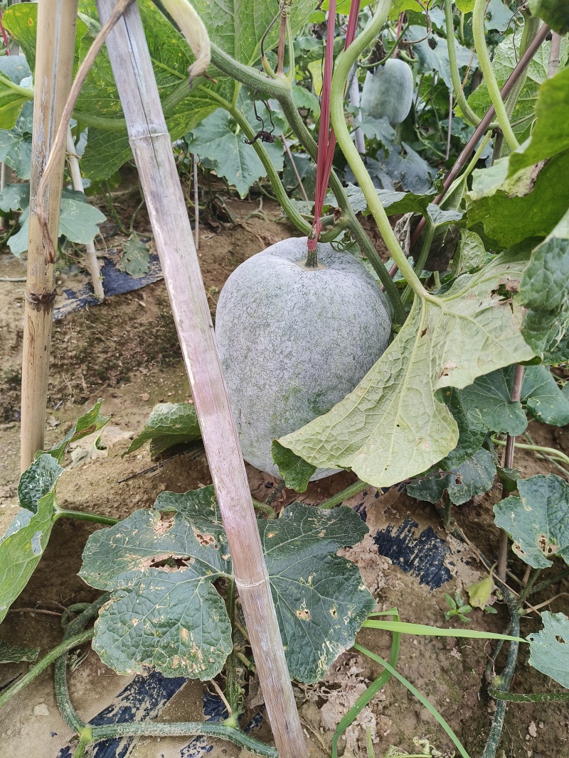 阳江大灰冬
