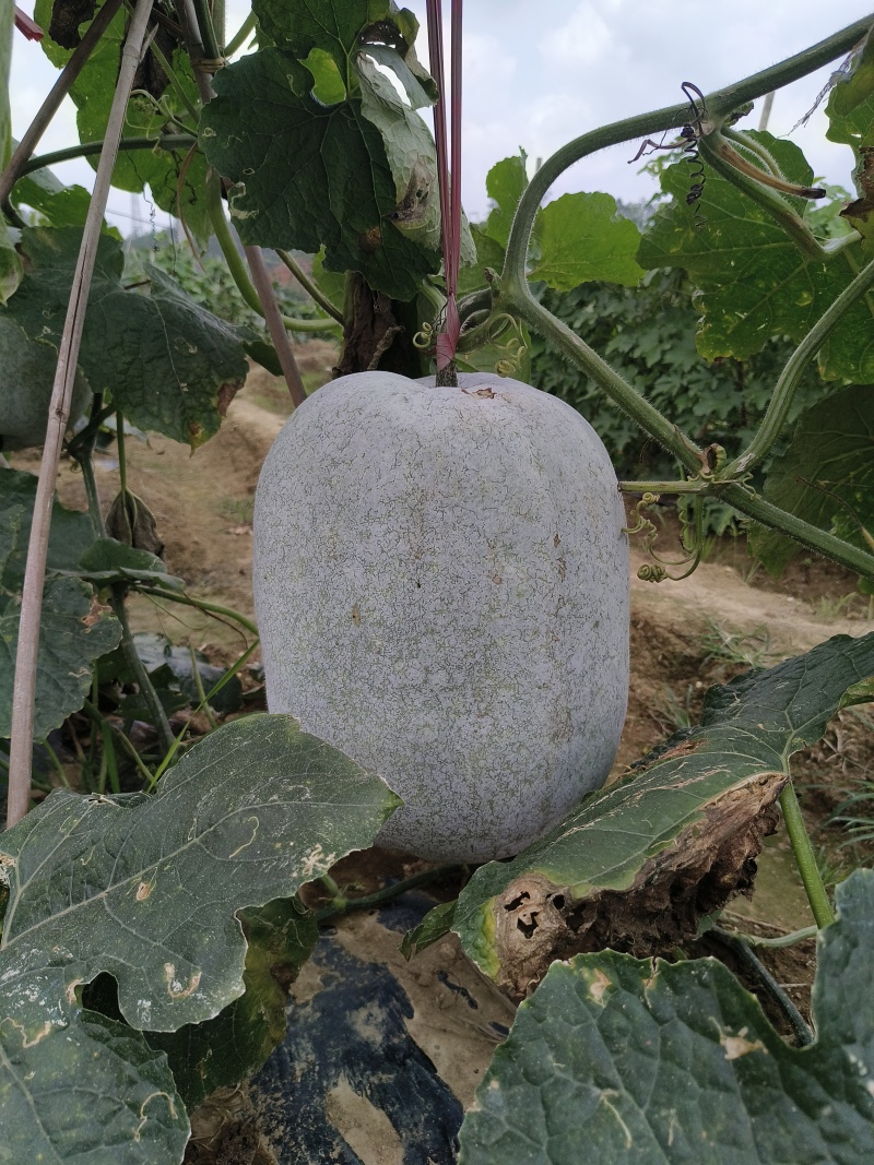阳江大灰冬