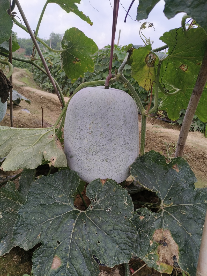 阳江大灰冬