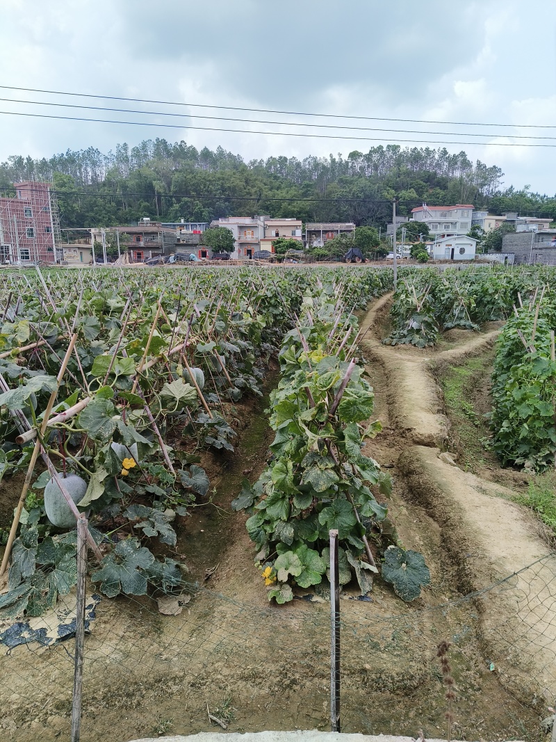 阳江大灰冬