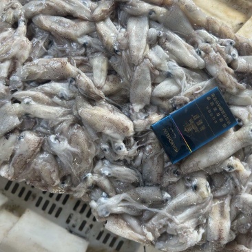 海兔，原浆冻品