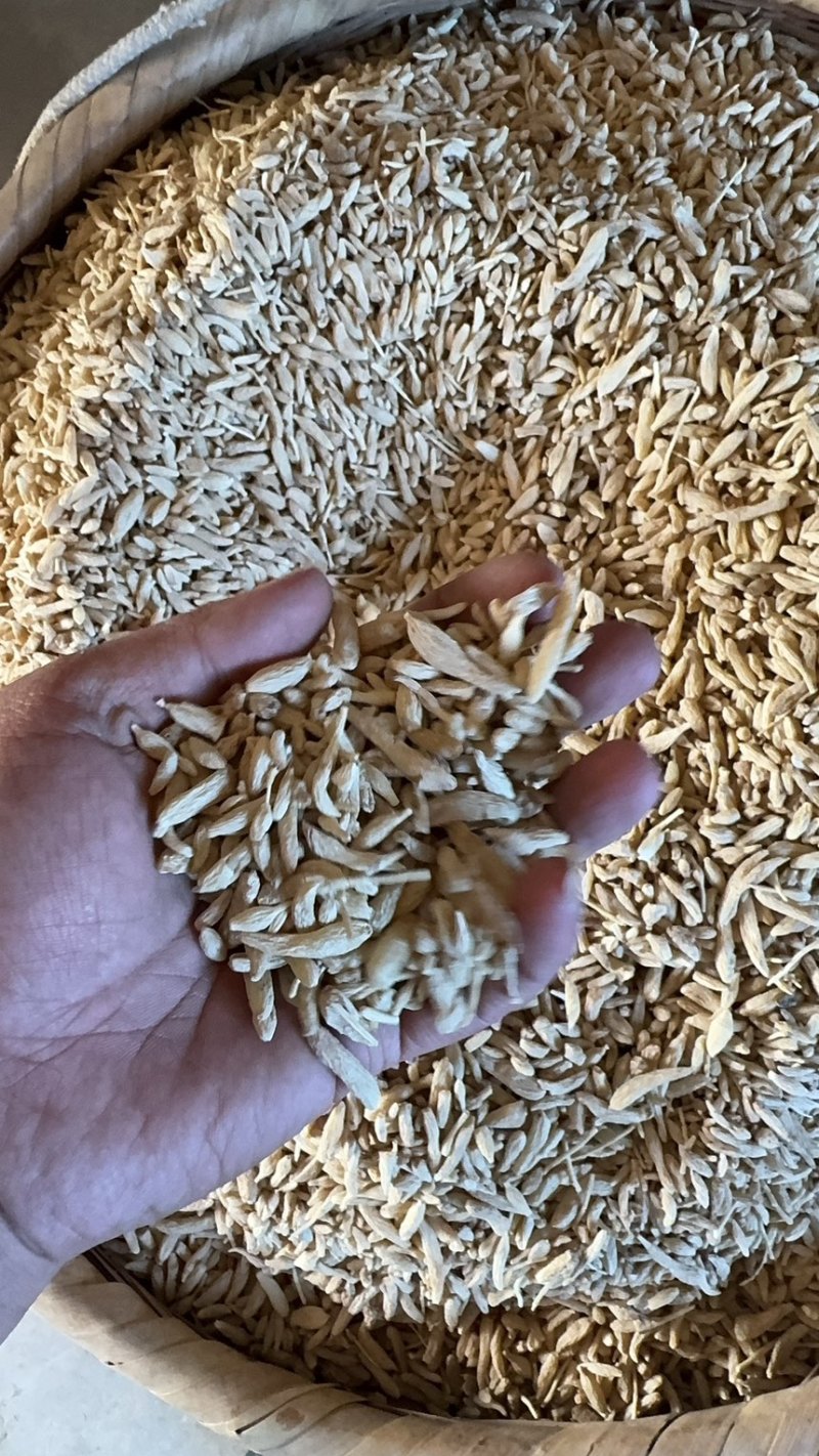 川麦冬。细叶麦冬。颗粒饱满。涪城麦冬药性更好