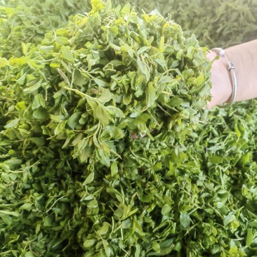 泰山女儿茶，酸枣叶