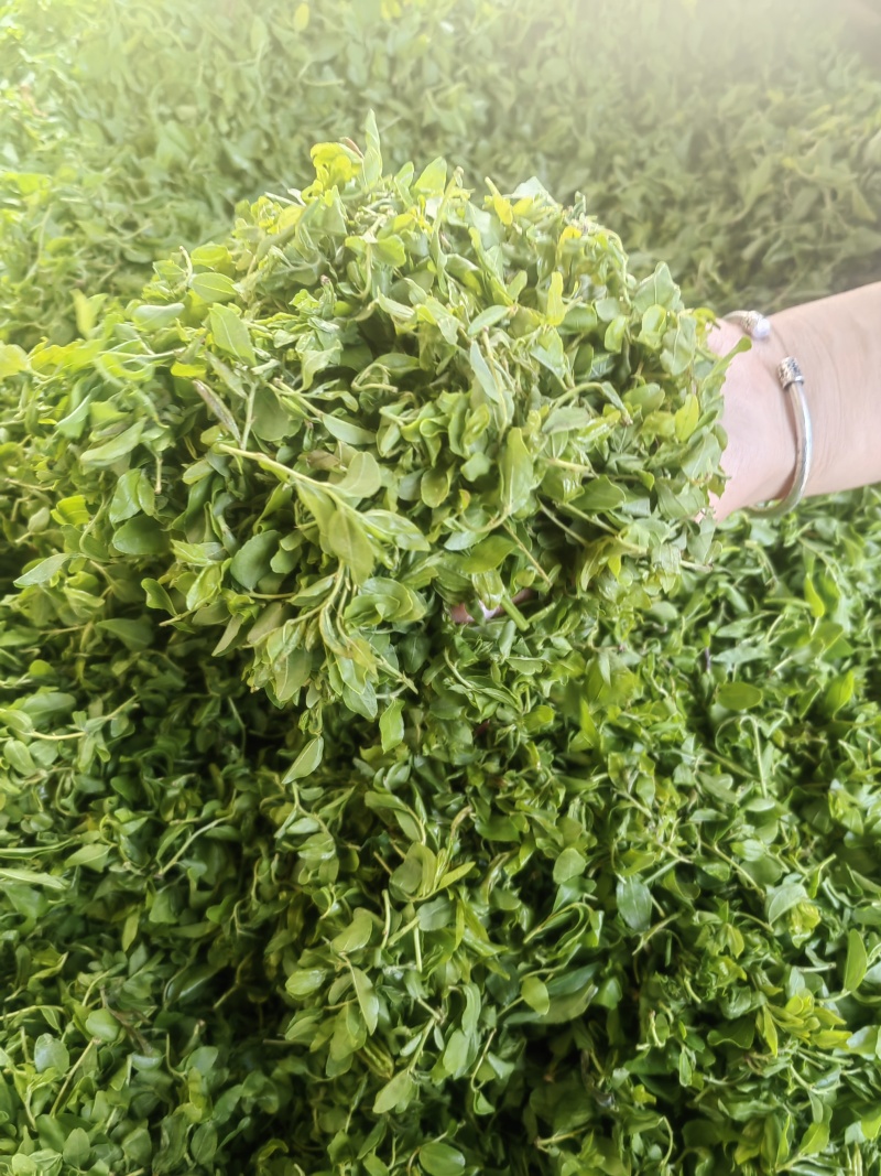 泰山女儿茶，酸枣叶