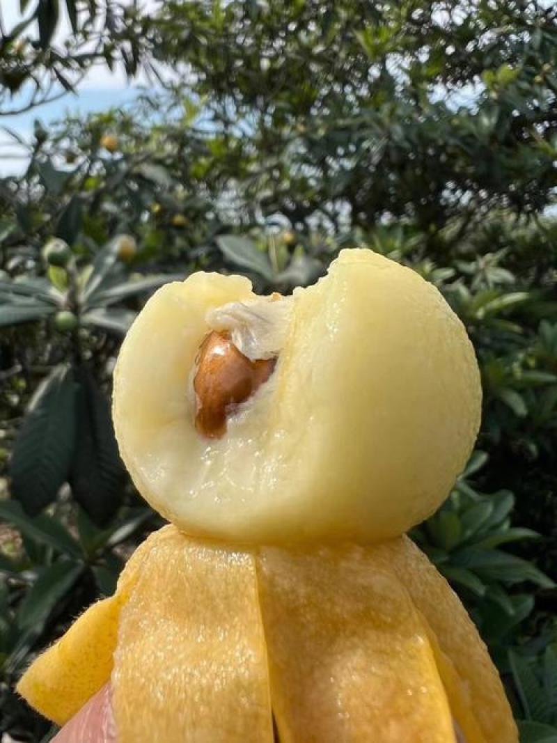 苏州特产白玉枇杷大量供货价优一件代发
