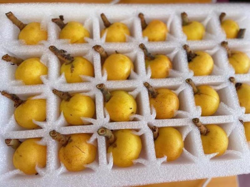 苏州特产白玉枇杷大量供货价优一件代发